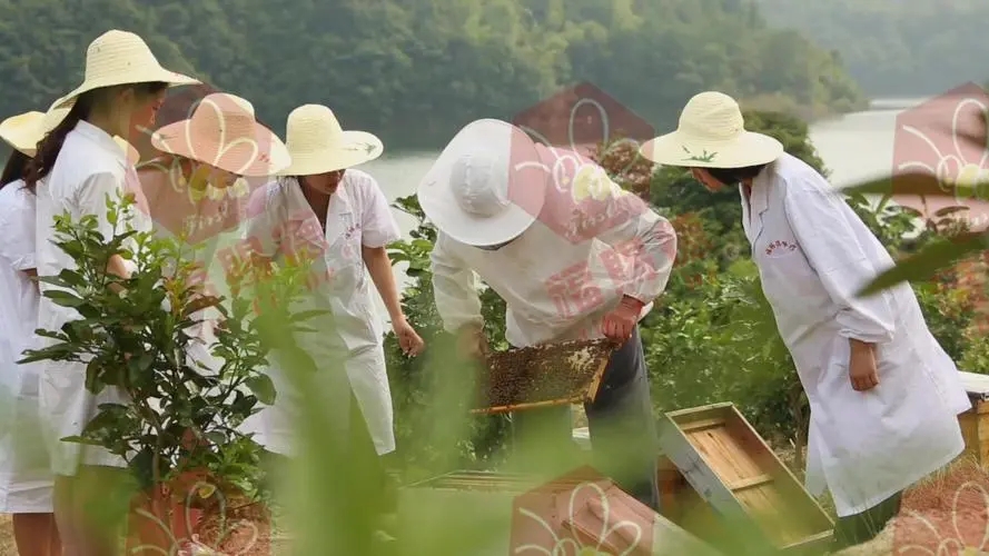蜂種生產(chǎn)經(jīng)營許可證如何辦理，經(jīng)營范圍、條件、材料及時限？