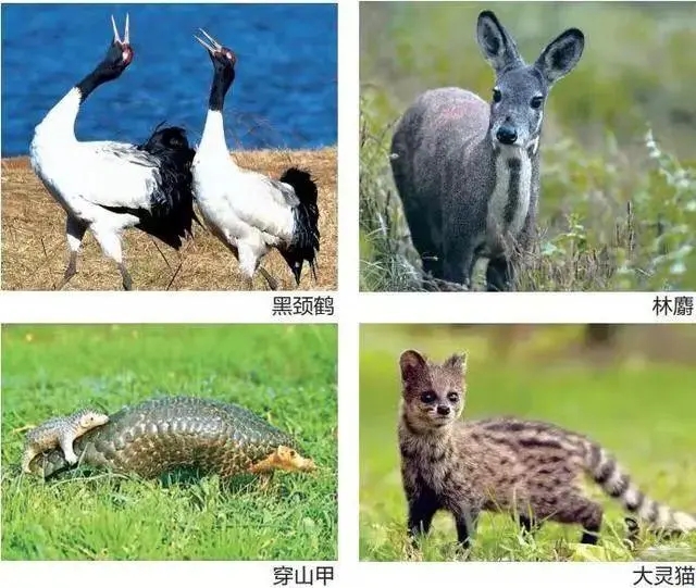 陸生野生動物及制品經(jīng)營許可證辦理，公司企業(yè)注冊，經(jīng)營范圍參考，所需條件材料時間價格費用，海南三亞全省代辦