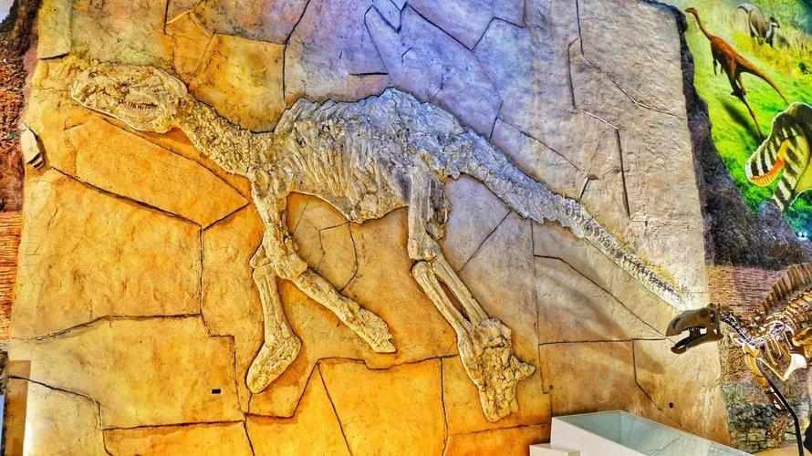 重點保護古生物化石進出境審批海南三亞代辦