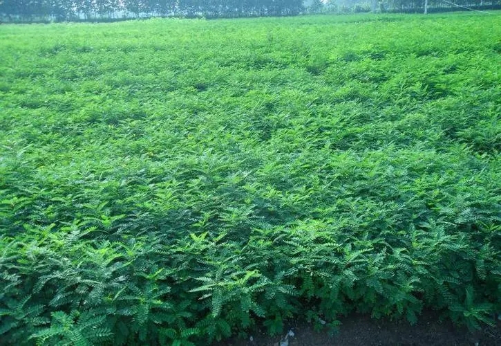 從國(guó)外引進(jìn)農(nóng)業(yè)種子、苗木檢疫審批、海南三亞全省代辦