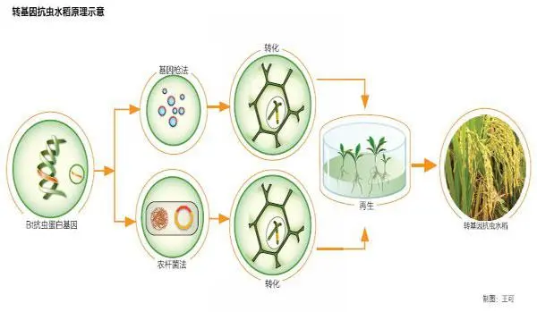 海南農(nóng)業(yè)轉(zhuǎn)基因生物加工許可證辦理