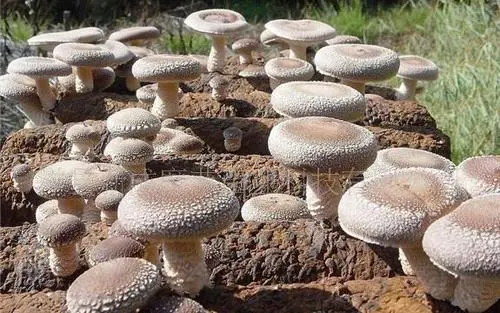 海南食用菌菌種進(jìn)出口許可證辦理