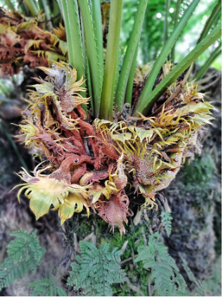 海南國家一級保護野生植物采集許可證