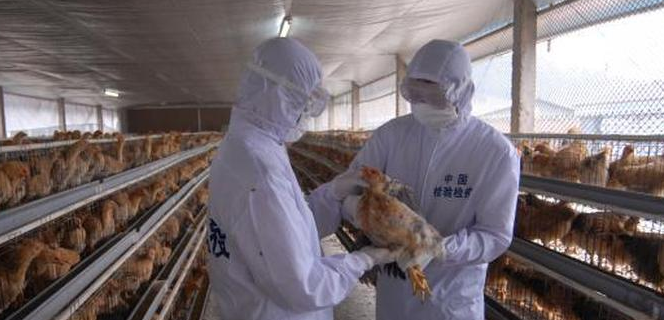  海南供港澳活畜禽經(jīng)營(yíng)許可辦理