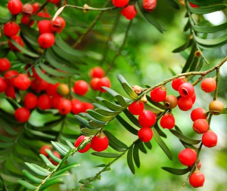 海南國家保護野生植物采集許可辦理