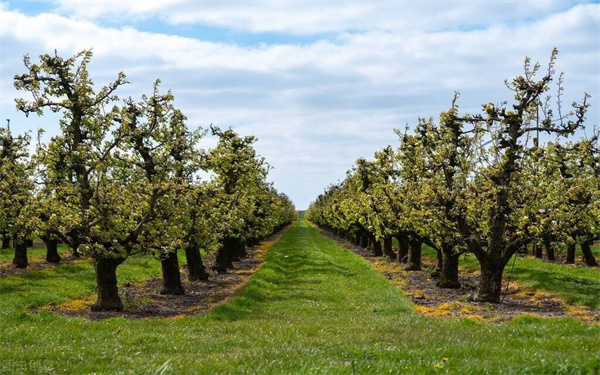 申請(qǐng)海南農(nóng)藥經(jīng)營(yíng)許可證需要哪些條件？